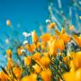Gelbe Blüten